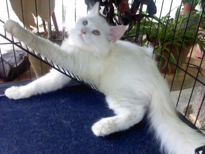 Whitey - Domestic Long Hair Cat