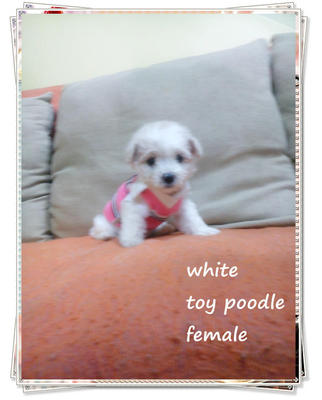 White Poodle With Brown Ear Making  - Poodle Dog