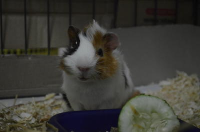 Chichi And Dumdum - Guinea Pig Small & Furry