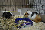 Chichi And Dumdum - Guinea Pig Small & Furry