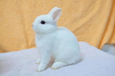 Netherland Dwarf - Bew Doe - Netherland Dwarf Rabbit