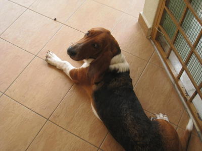 Boy Boy - Basset Hound Dog