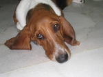 Boy Boy - Basset Hound Dog