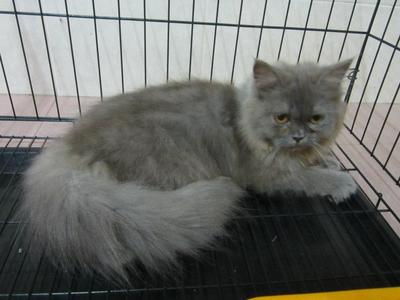 Baby - Persian Cat