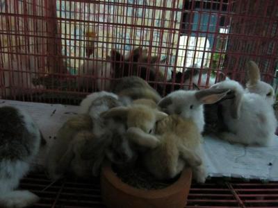 PF26907 - Holland Lop + Rex Rabbit