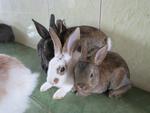 PF26907 - Holland Lop + Rex Rabbit