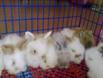 PF26907 - Holland Lop + Rex Rabbit