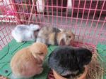 PF26907 - Holland Lop + Rex Rabbit