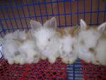 PF26907 - Holland Lop + Rex Rabbit