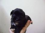 Pure Mini Schnauzer Male N Female  - Schnauzer Dog