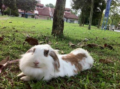 Bubu - French-Lop + Angora Rabbit Rabbit