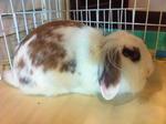 Bubu - French-Lop + Angora Rabbit Rabbit