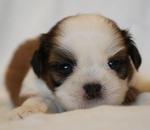 Shih Tzu With Mka - Shih Tzu Dog