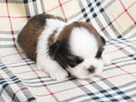 Shih Tzu With Mka - Shih Tzu Dog