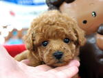 Brown Toy Poodles - Poodle Dog