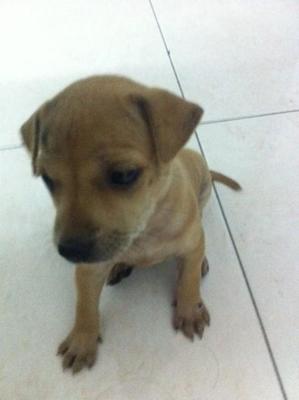 Puppy - Mixed Breed Dog