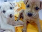 Both puppies also up for adoption