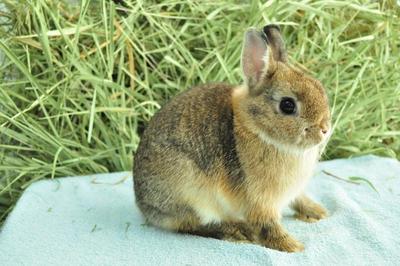 Netherland Dwarf - Chestnut 1 - Netherland Dwarf Rabbit