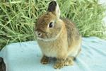 Netherland Dwarf - Chestnut 1 - Netherland Dwarf Rabbit