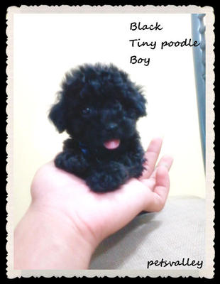 Black Tiny Poodle - Poodle Dog