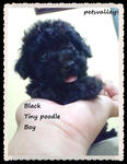 Black Tiny Poodle - Poodle Dog