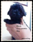 Black Tiny Poodle - Poodle Dog