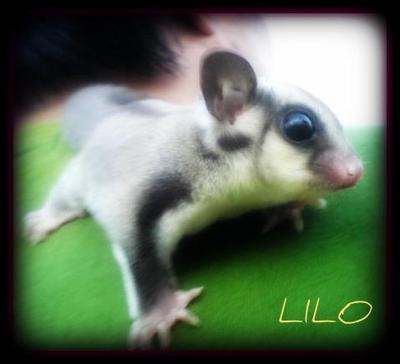 ~lilo~ - Sugar Glider Small & Furry