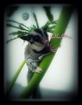 ~lilo~ - Sugar Glider Small & Furry