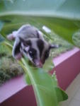 ~lilo~ - Sugar Glider Small & Furry