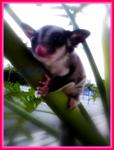 ~lilo~ - Sugar Glider Small & Furry