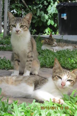 Free For Adoption - Domestic Short Hair Cat