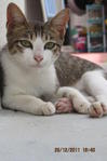 Free For Adoption - Domestic Short Hair Cat