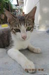 Free For Adoption - Domestic Short Hair Cat