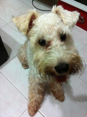 Casper - Schnauzer Dog