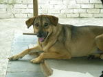 Jolly Fka Judy - Mixed Breed Dog