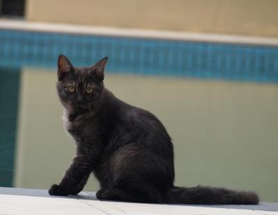 Blackey - Domestic Short Hair Cat