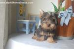 Silky Terrier Puppy  With Mka - Silky Terrier Dog