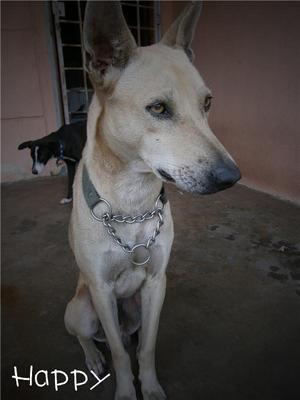 Happy - Mixed Breed Dog