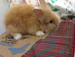 Anggora Rabbit Baby - Angora Rabbit Rabbit