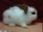 Anggora Rabbit Baby - Angora Rabbit Rabbit