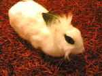 Cici - English Spot + Lionhead Rabbit