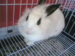 Cici - English Spot + Lionhead Rabbit