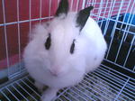 Cici - English Spot + Lionhead Rabbit