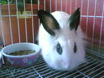 Cici - English Spot + Lionhead Rabbit