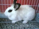 Cici - English Spot + Lionhead Rabbit