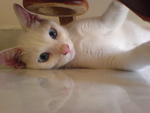 White White - Domestic Short Hair Cat