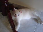 White White - Domestic Short Hair Cat