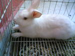 Henry - Netherland Dwarf Rabbit