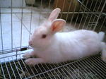 Henry - Netherland Dwarf Rabbit