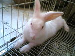 Henry - Netherland Dwarf Rabbit